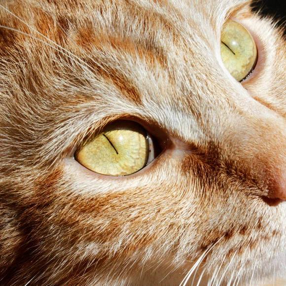 Meet your Posher, Yvonne - Picture 1 of 1